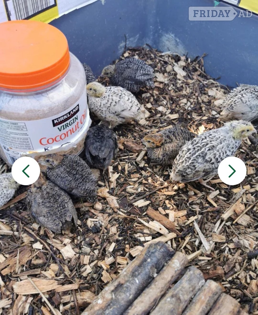Worthing Mixed Coturnix Quail chicks & Adults quail
