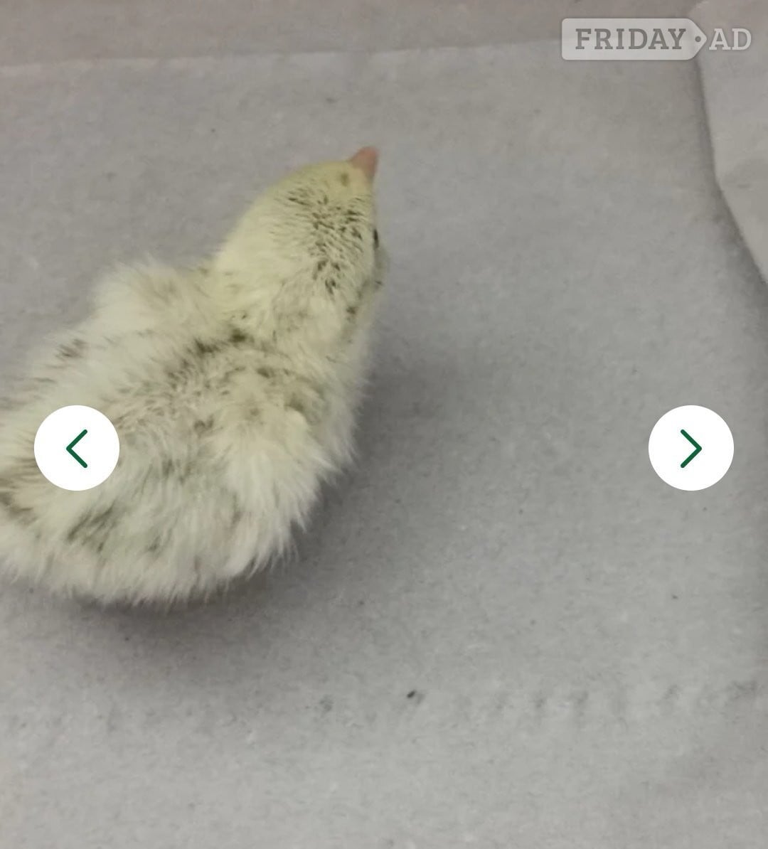 Mixed Coturnix Quail chicks & Adults quail - Poultry in Worthing