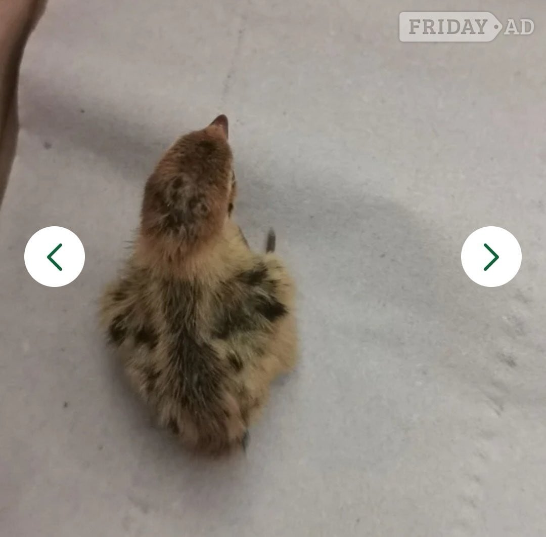Mixed Coturnix Quail chicks & Adults quail - Poultry