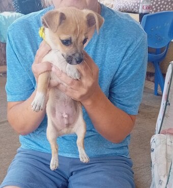 Brown and white male puppy
