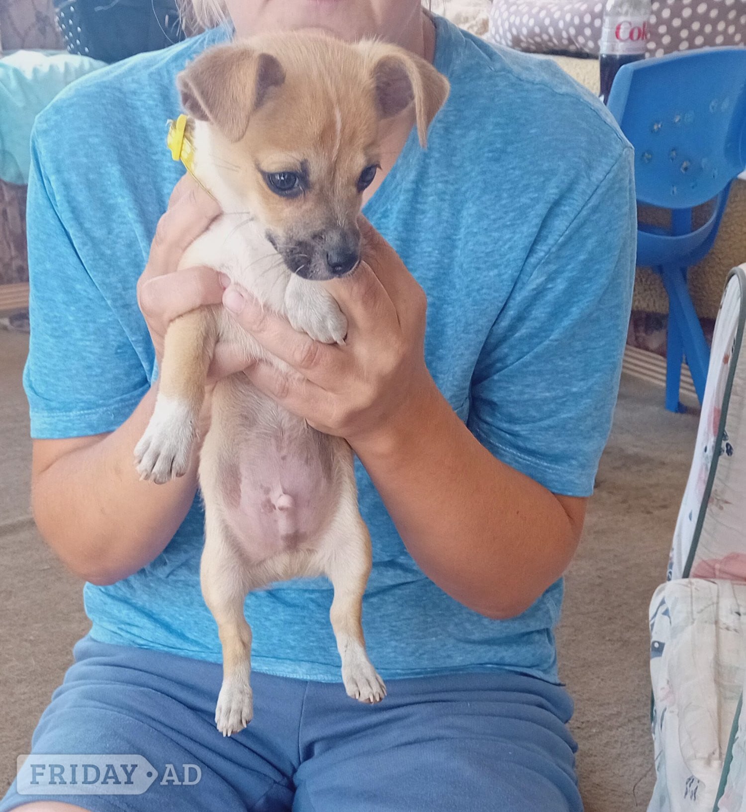 Brown and white male puppy in Bexhill-On-Sea