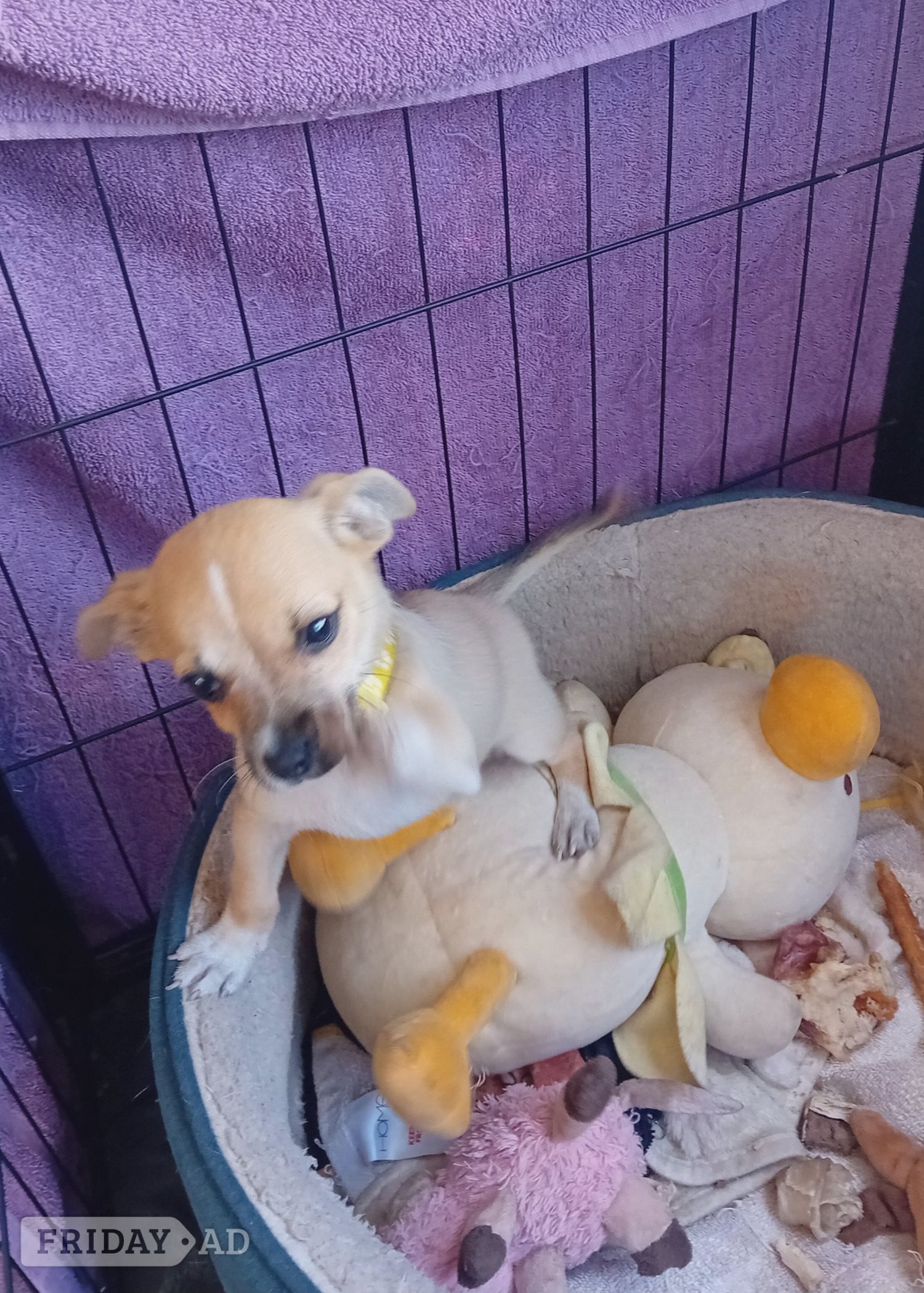 Brown and white male puppy