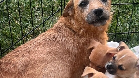 Brown and white male puppy - Dogs & Puppies in Bexhill-On-Sea