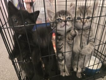Male and female X Bengal kittens 