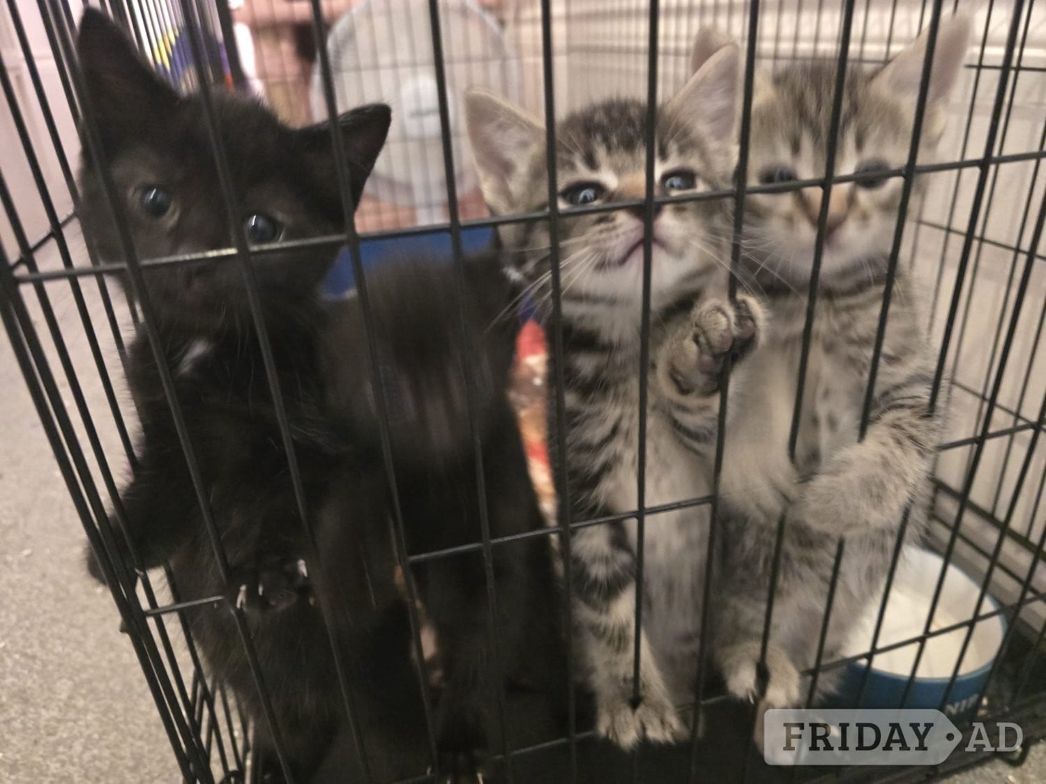 Male and female X Bengal kittens  in Worthing