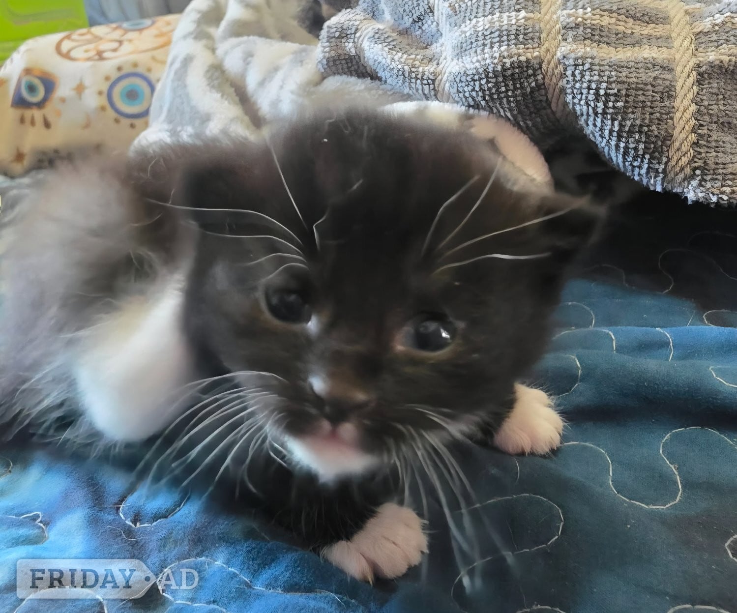 10 week old male tuxedo kitten fir sale