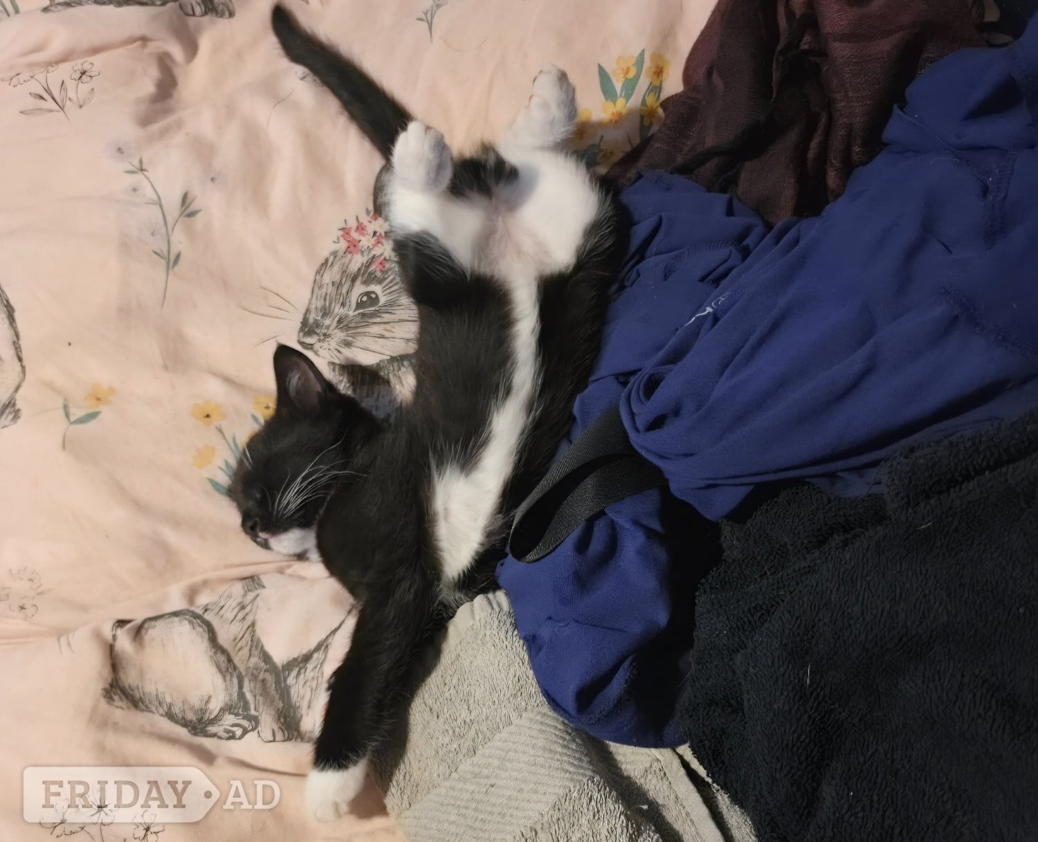 Littlehampton 10 week old male tuxedo kitten fir sale