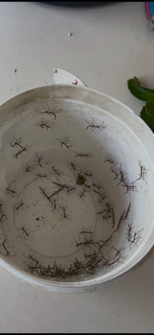 Baby Stick Insects