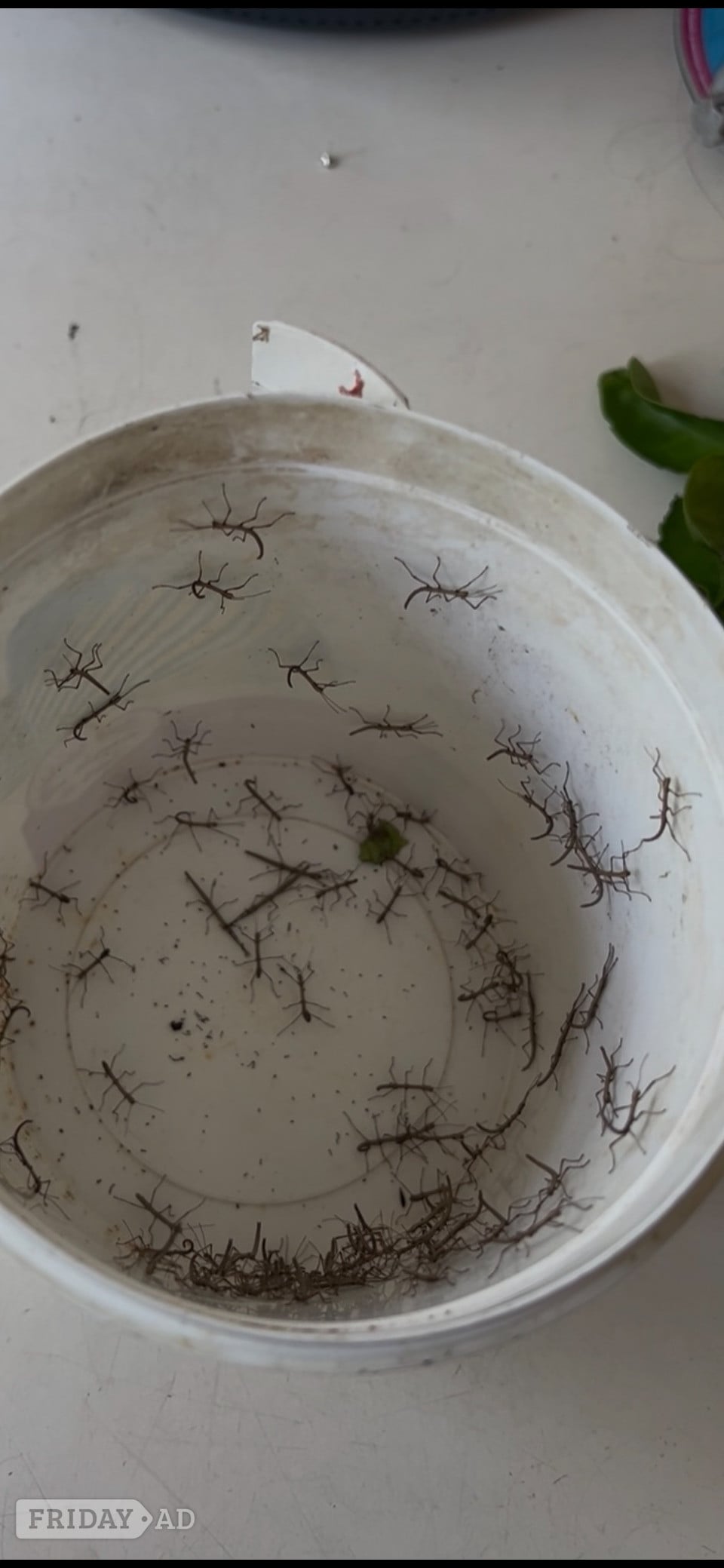 Baby Stick Insects in Camberley