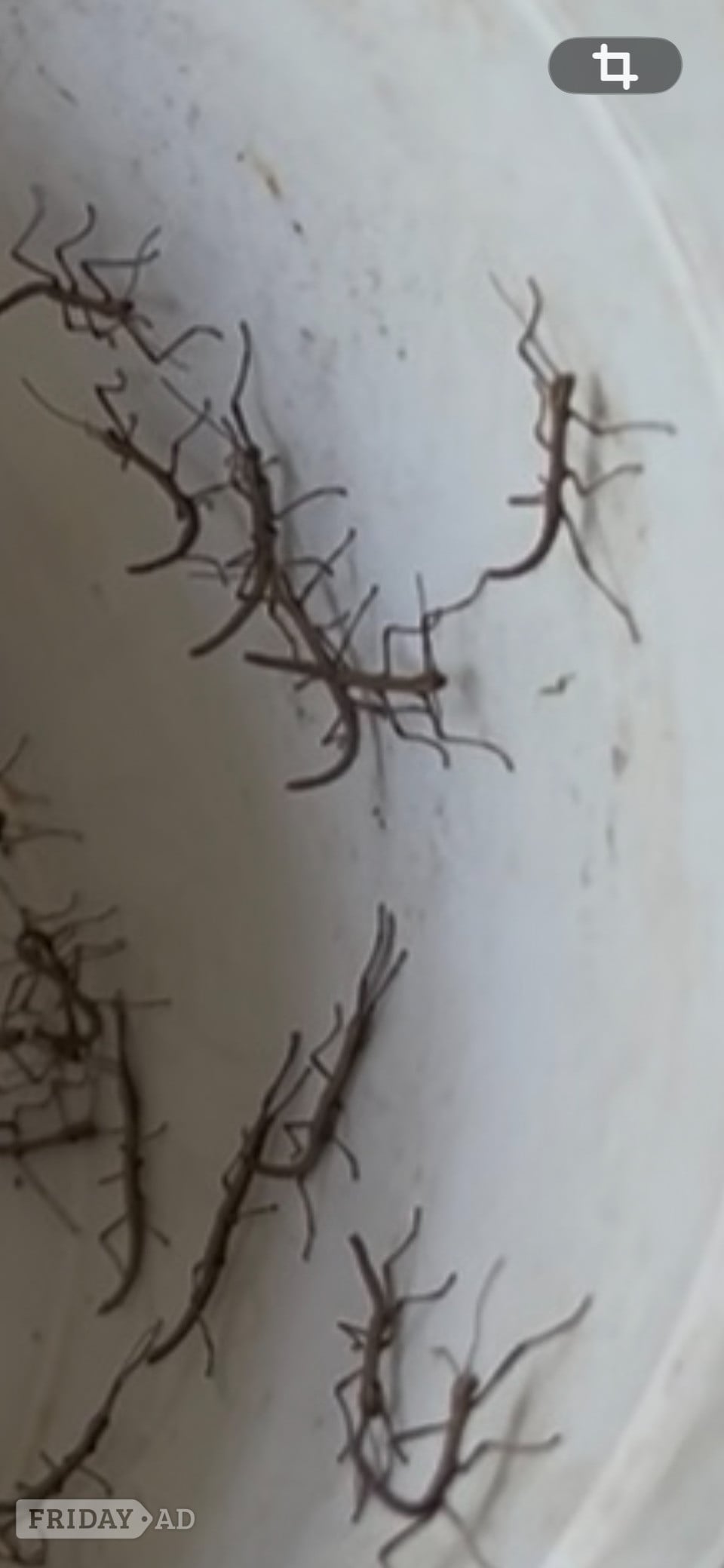 Baby Stick Insects