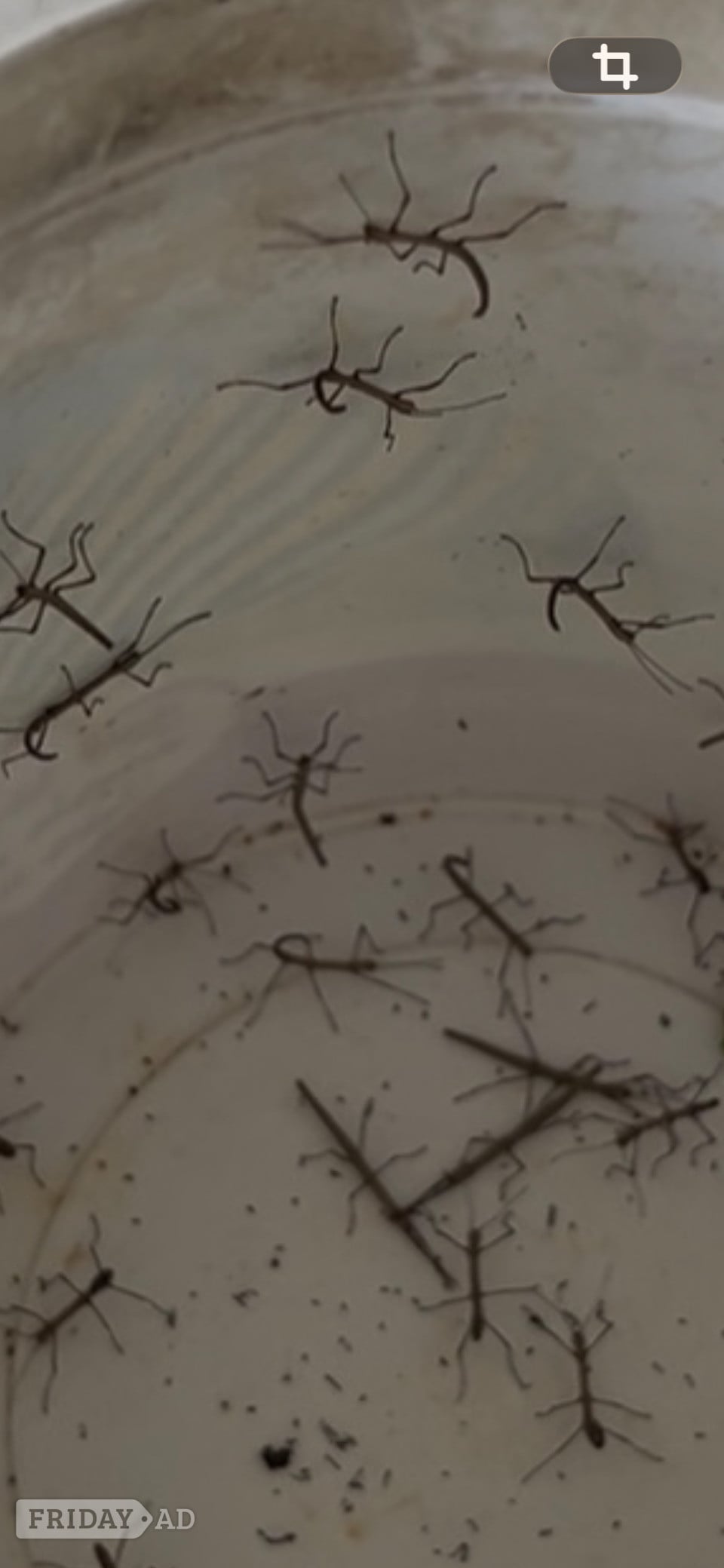 Camberley Baby Stick Insects