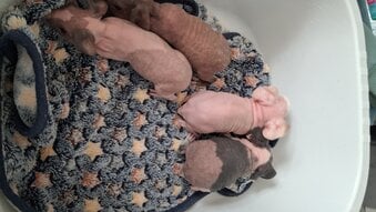 Female Skinny pigs