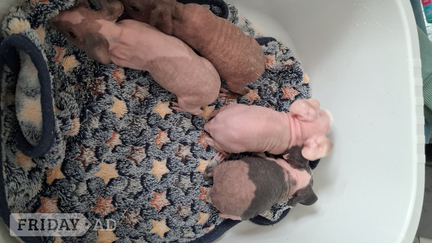 Female Skinny pigs in Eastbourne