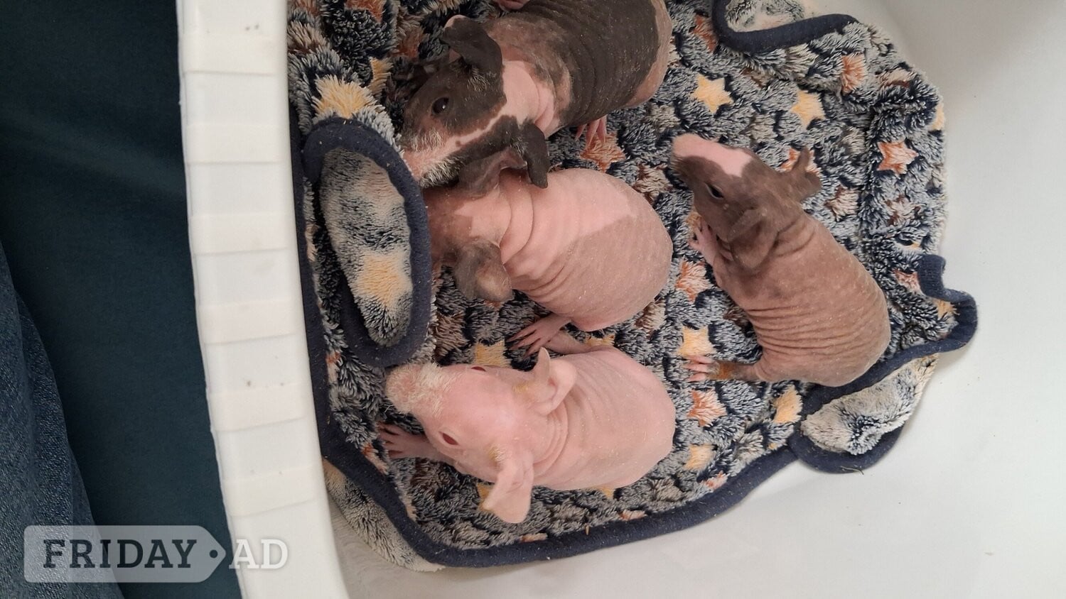 Female Skinny pigs