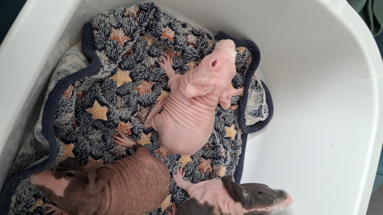 Eastbourne Female Skinny pigs