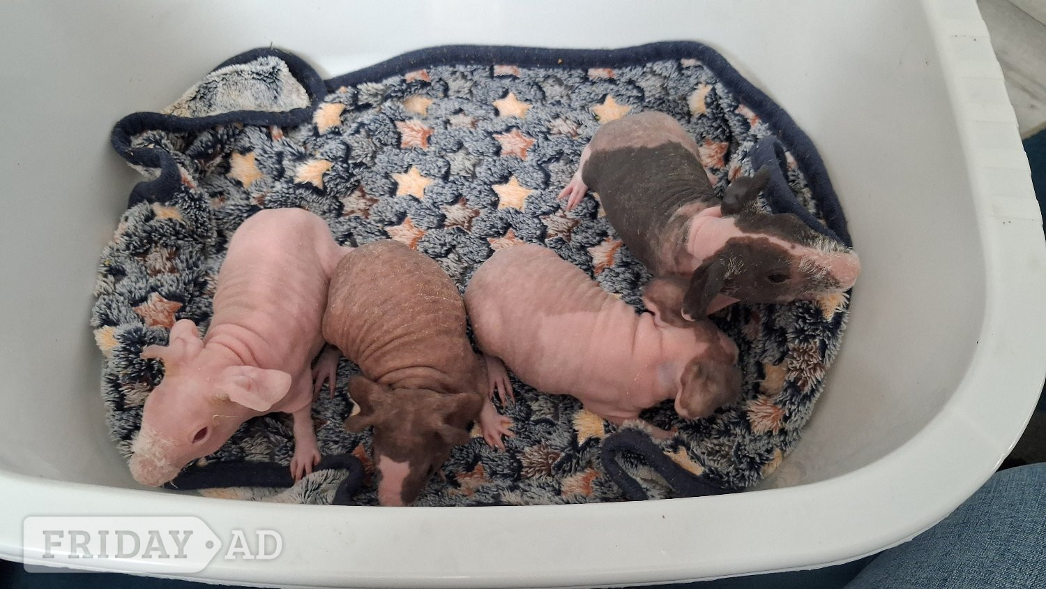 Female Skinny pigs - Guinea Pigs & Small Furries in Eastbourne