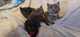 4 beautiful playful kittens for sale
