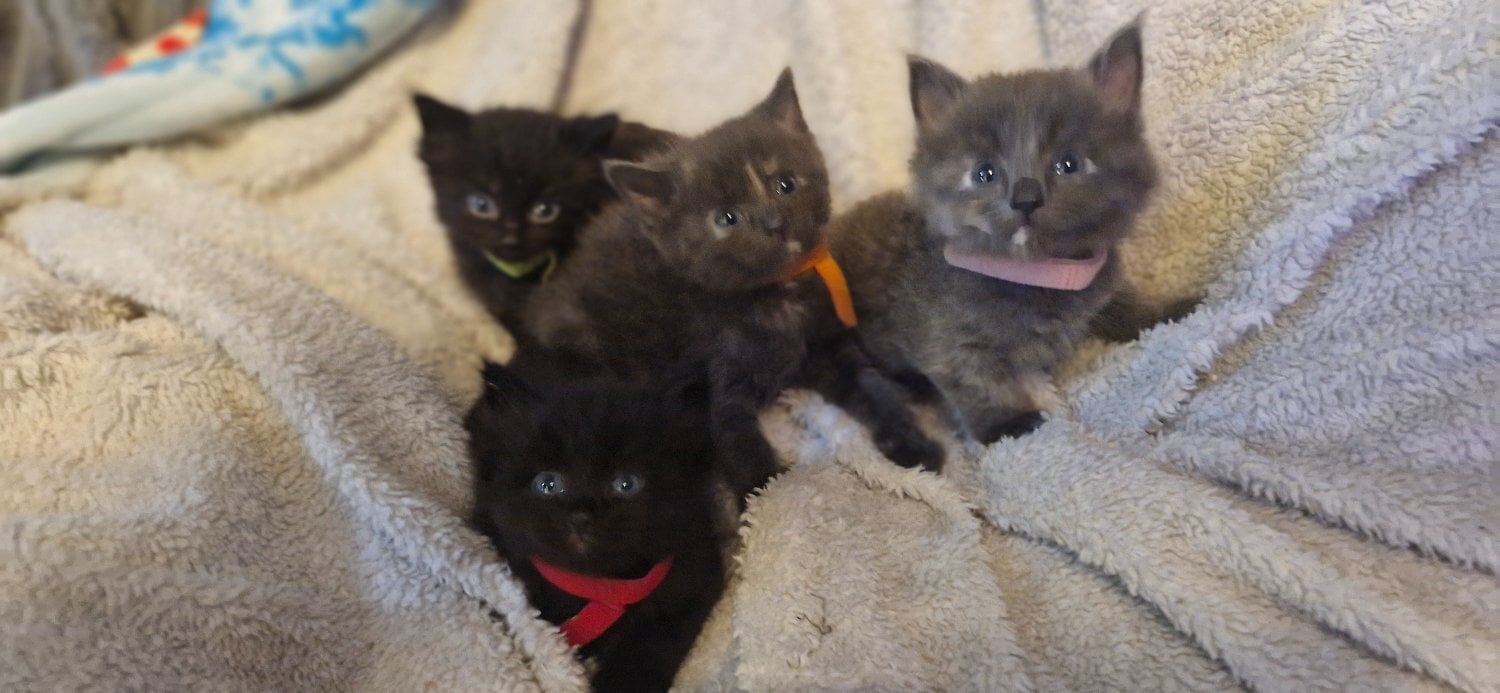 4 beautiful playful kittens for sale