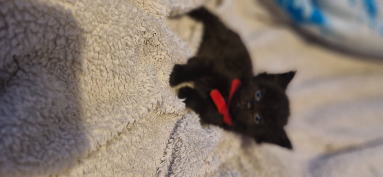 Brighton 4 beautiful playful kittens for sale