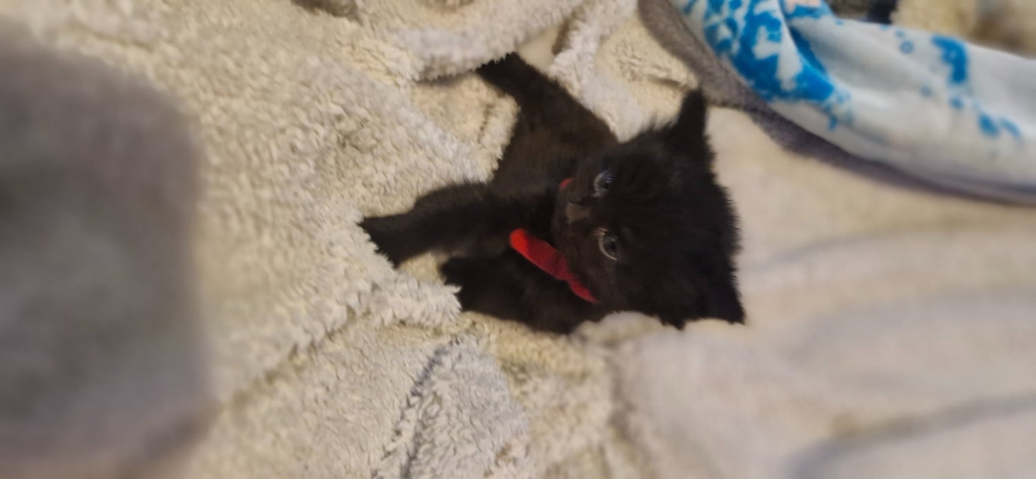 4 beautiful playful kittens for sale - Cats & Kittens in Brighton