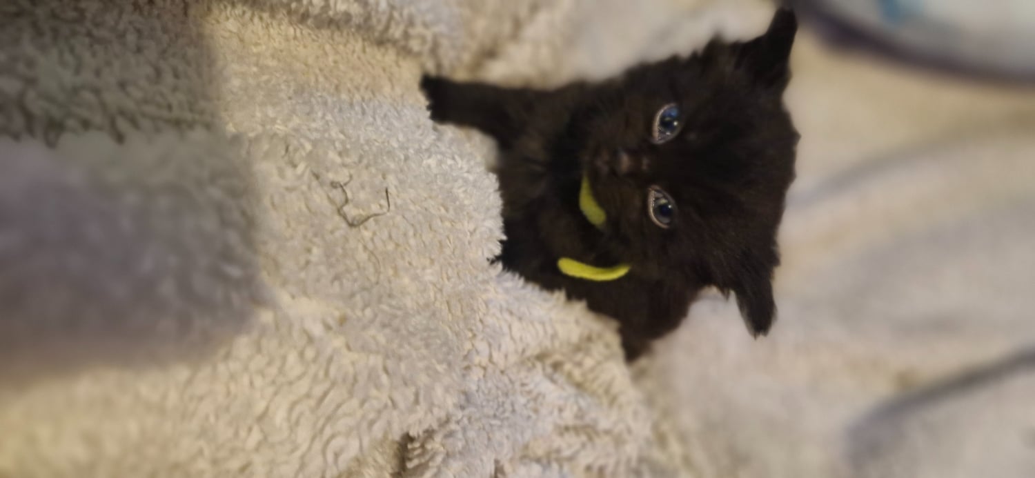 4 beautiful playful kittens for sale - Cats & Kittens