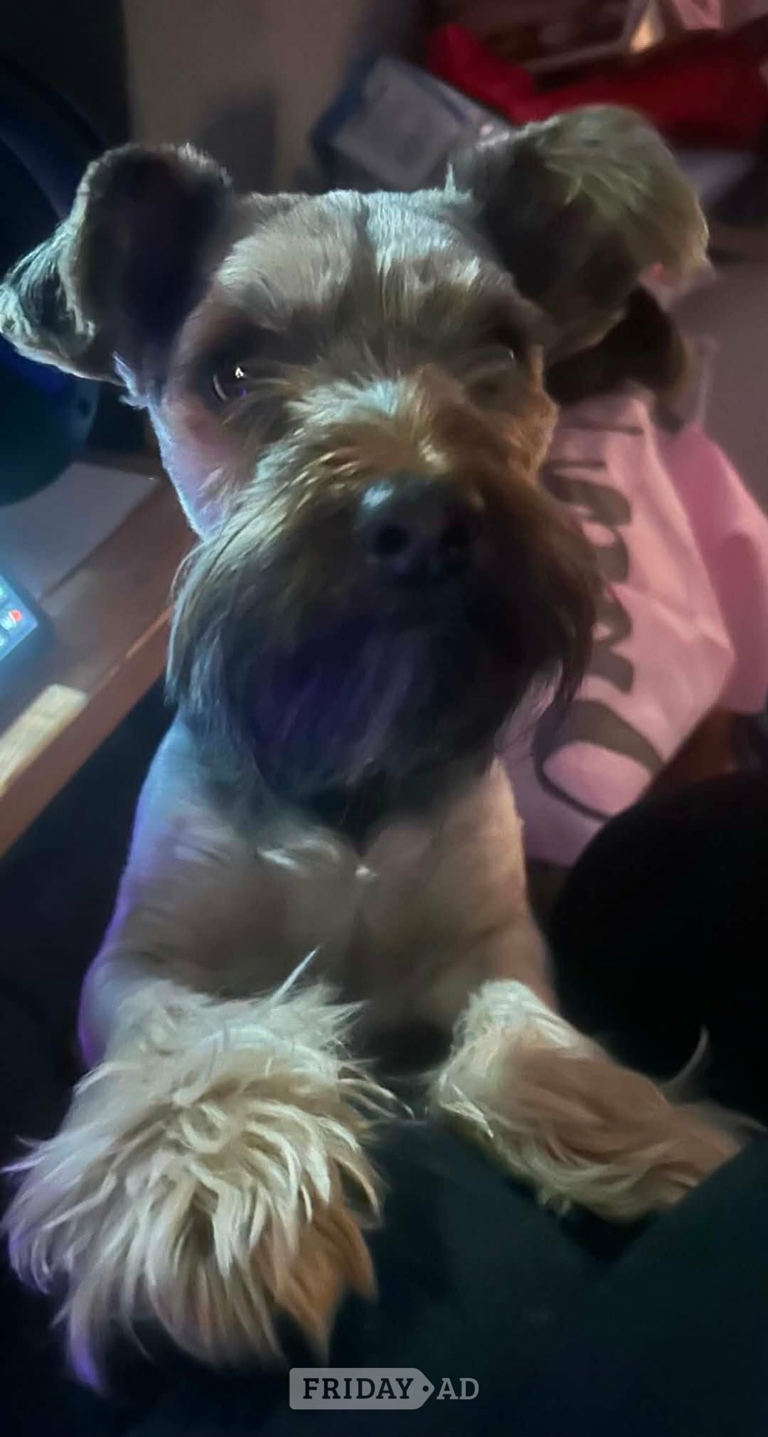 Yorkshire terrier, Dexter 2 and a half in Blackpool