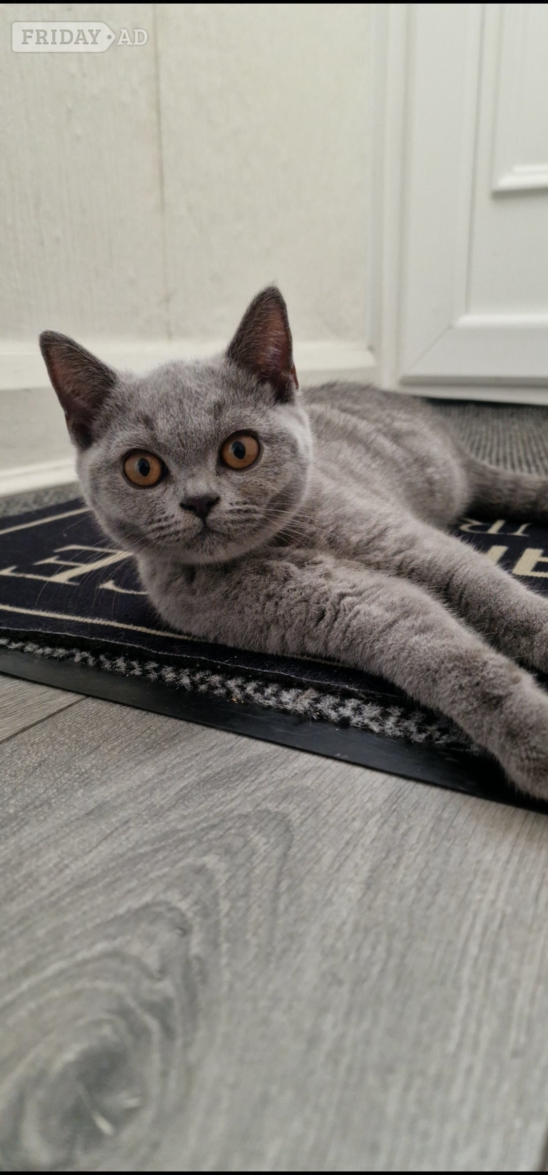 One blue Britishshorthair kitten girls for sale  in Derby