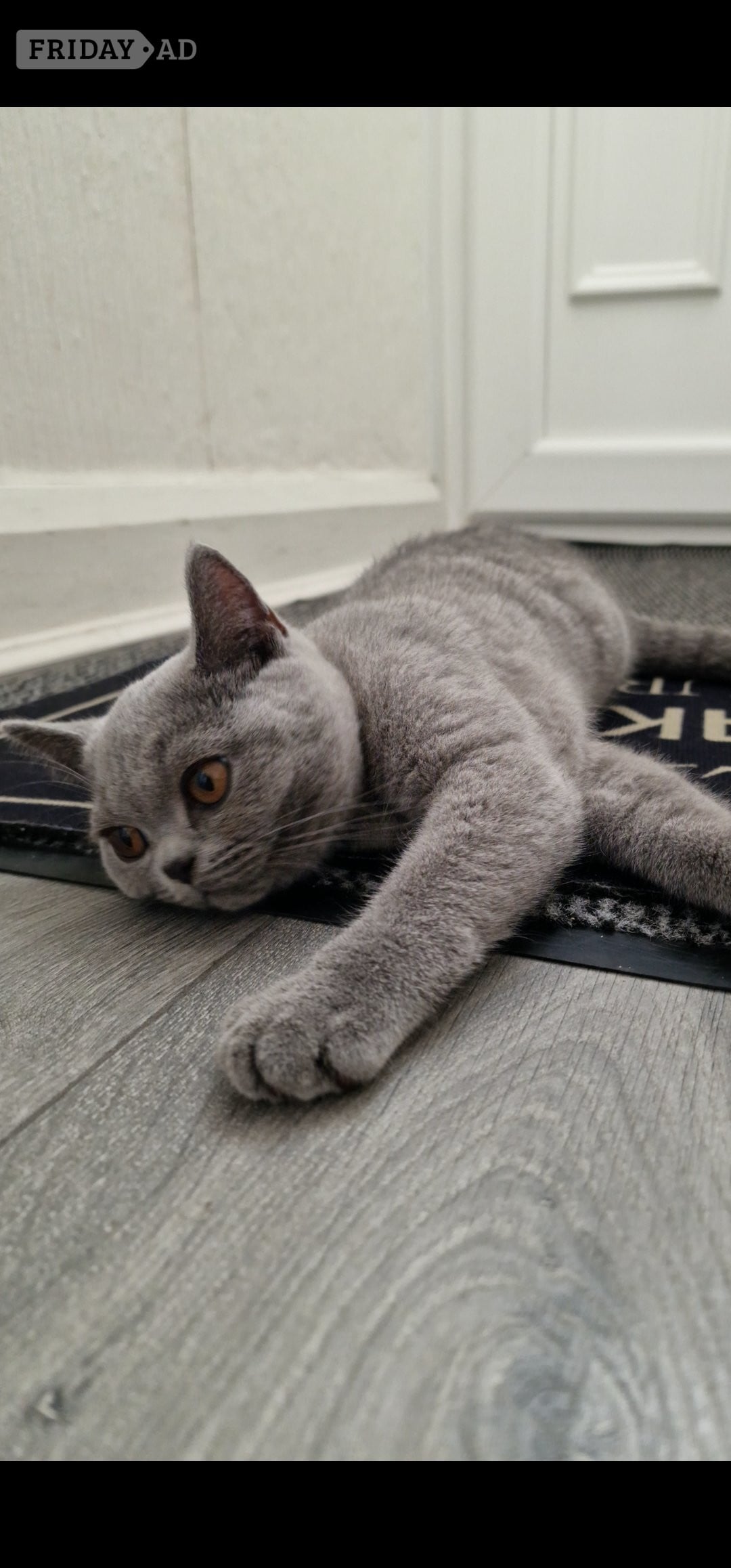 One blue Britishshorthair kitten girls for sale 