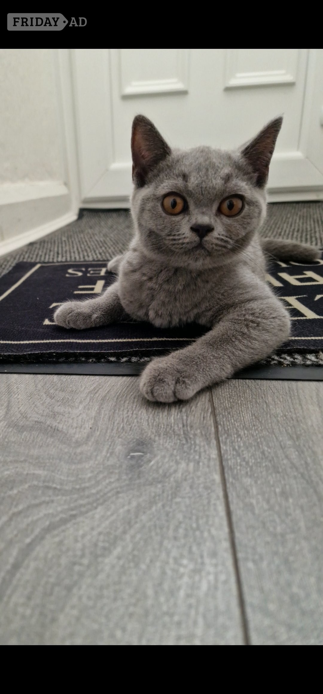 Derby One blue Britishshorthair kitten girls for sale 