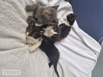 5 beautiful kittens ready 