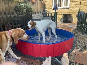 Pointer Dog 1 year old