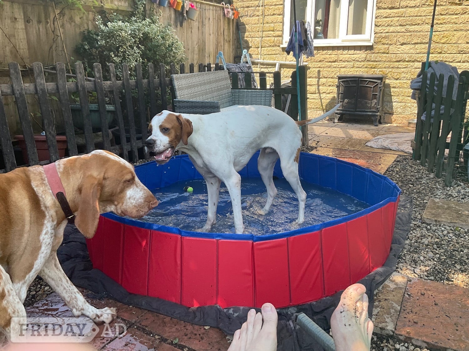 Pointer Dog 1 year old in Stroud