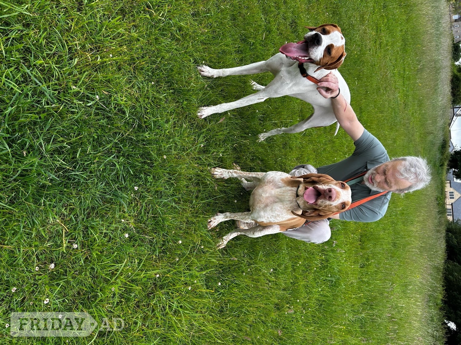 Pointer Dog 1 year old