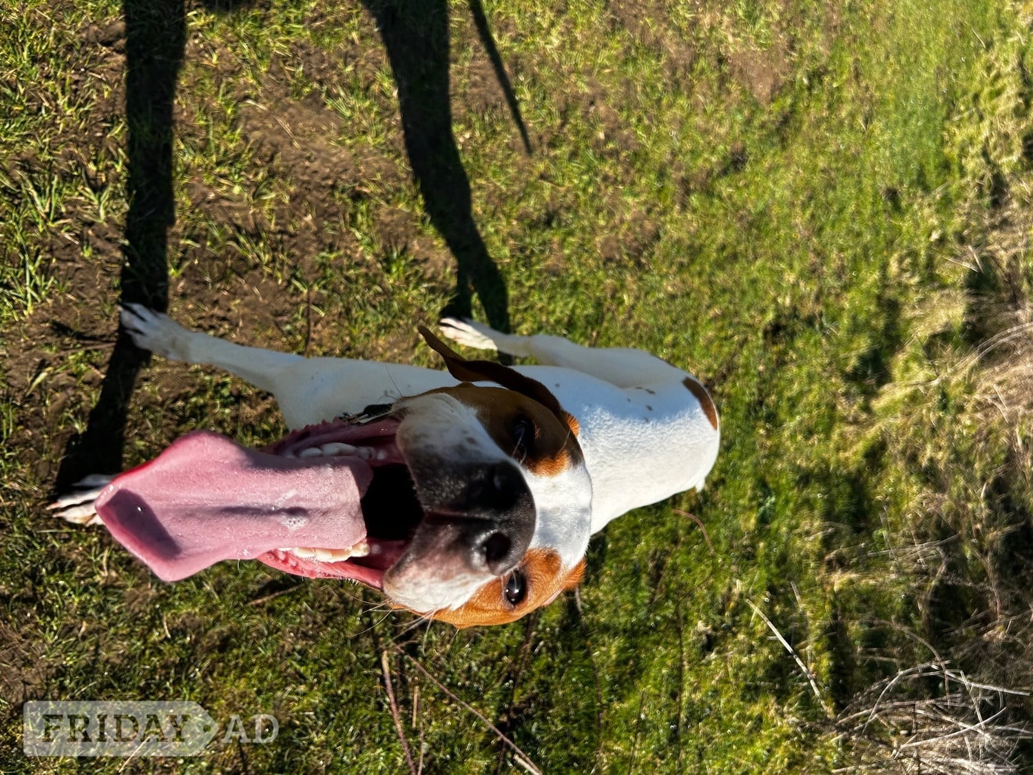 Stroud Pointer Dog 1 year old