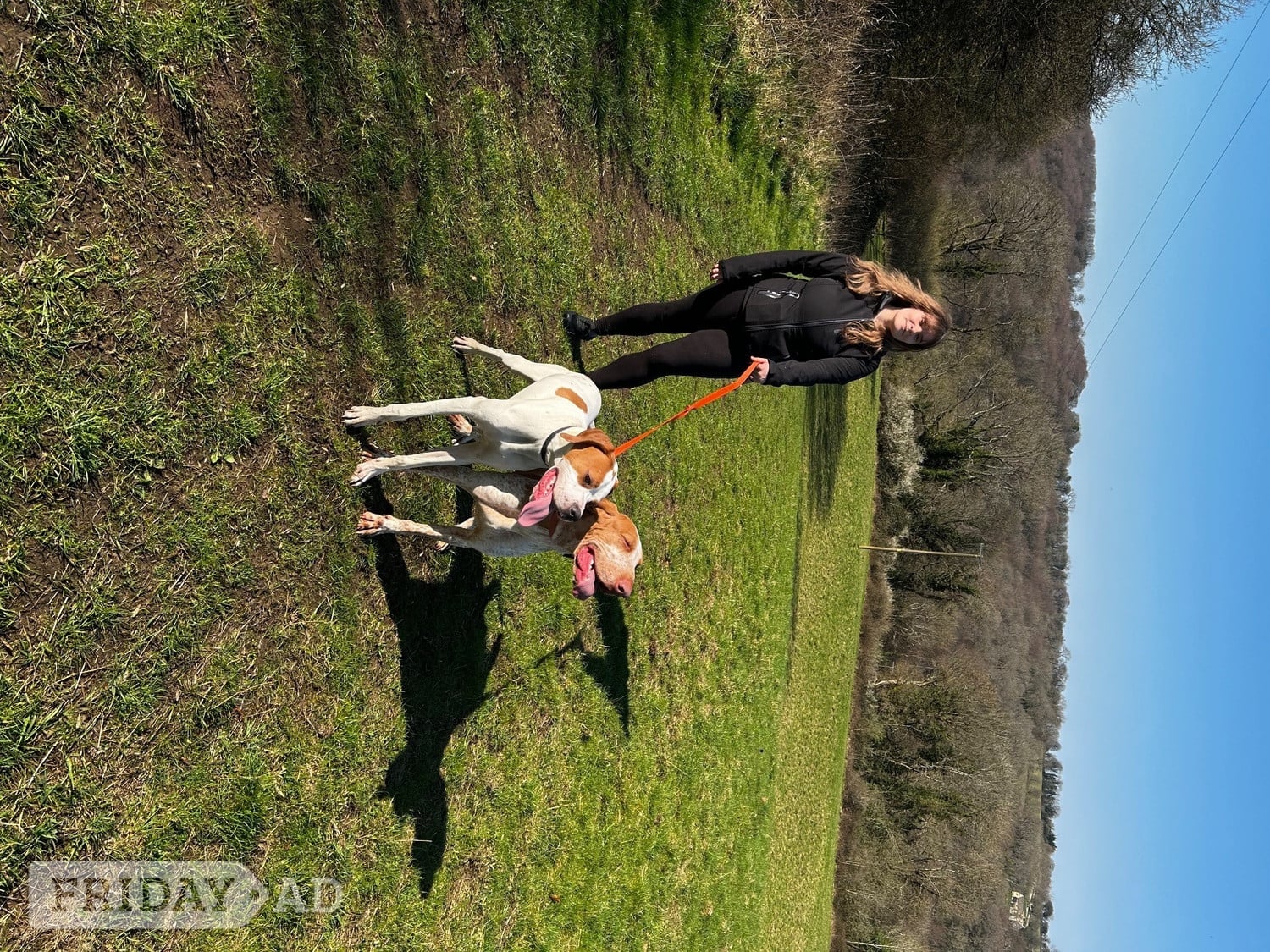 Pointer Dog 1 year old - Dogs & Puppies in Stroud