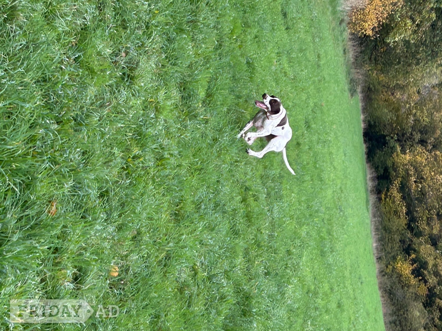 Pointer Dog 1 year old - Dogs & Puppies