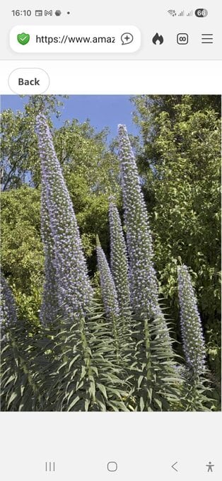 ECHIUM PLANTS BLUE OR WHITE