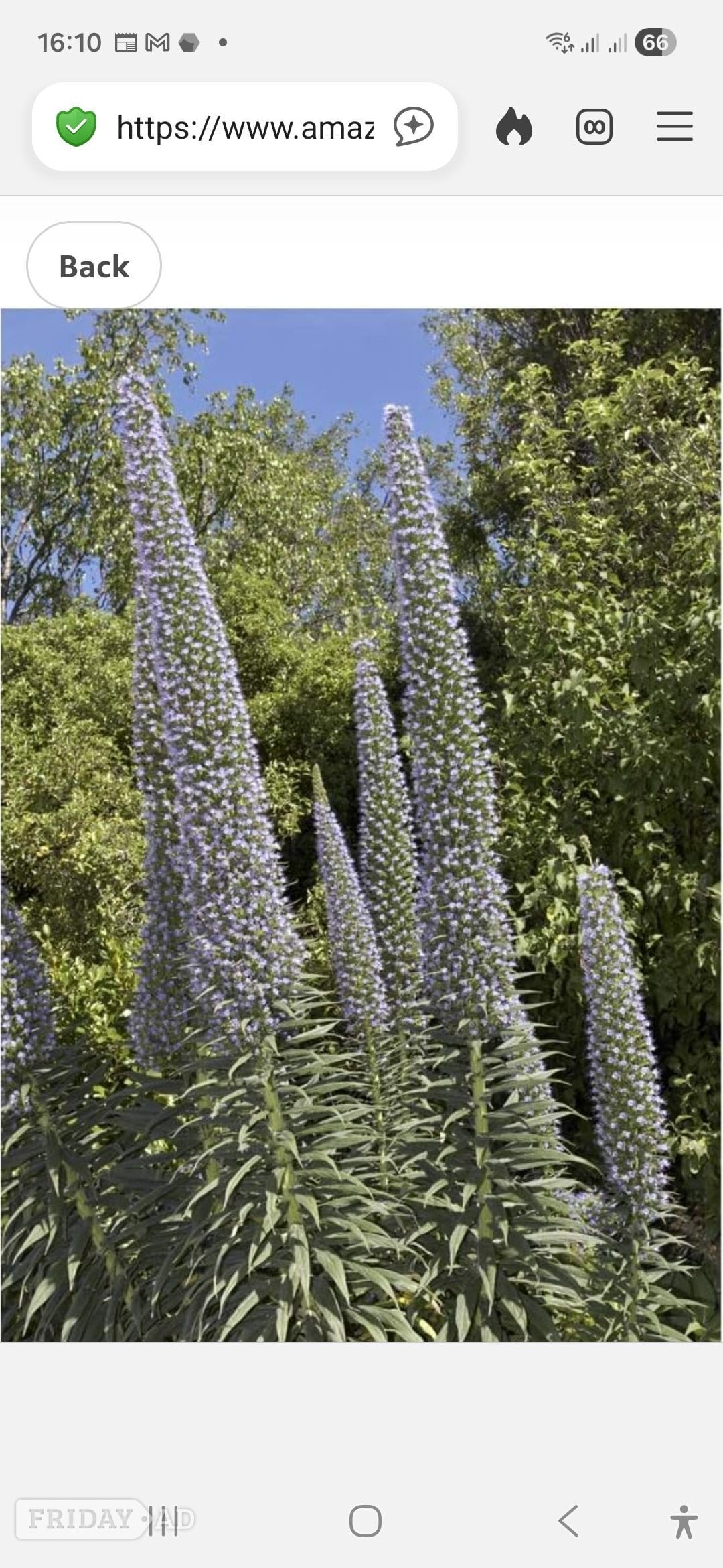 ECHIUM PLANTS BLUE OR WHITE in Brighton