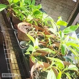 ECHIUM PLANTS BLUE OR WHITE