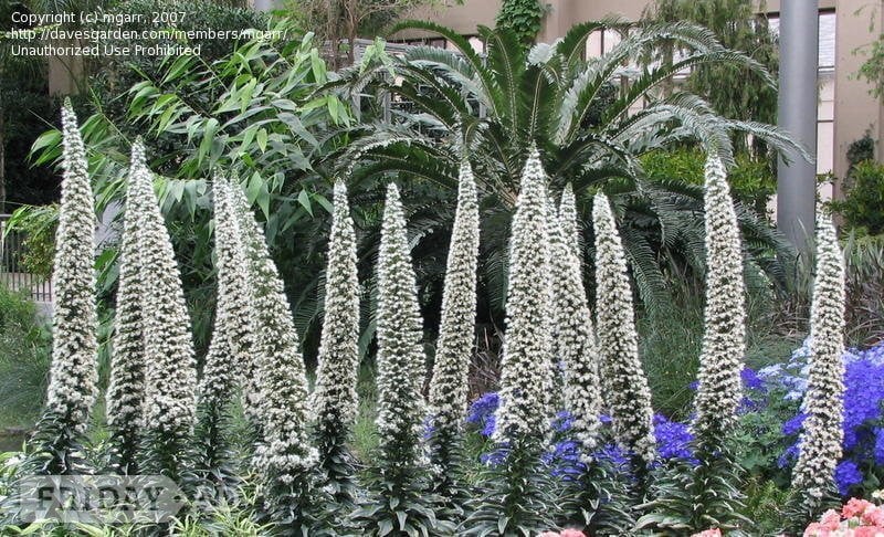 Brighton ECHIUM PLANTS BLUE OR WHITE