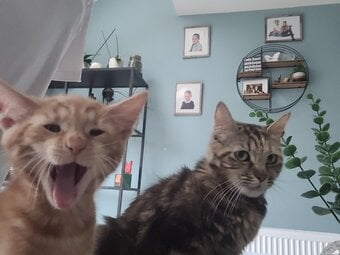 Beaitiful lomg hair kittens 