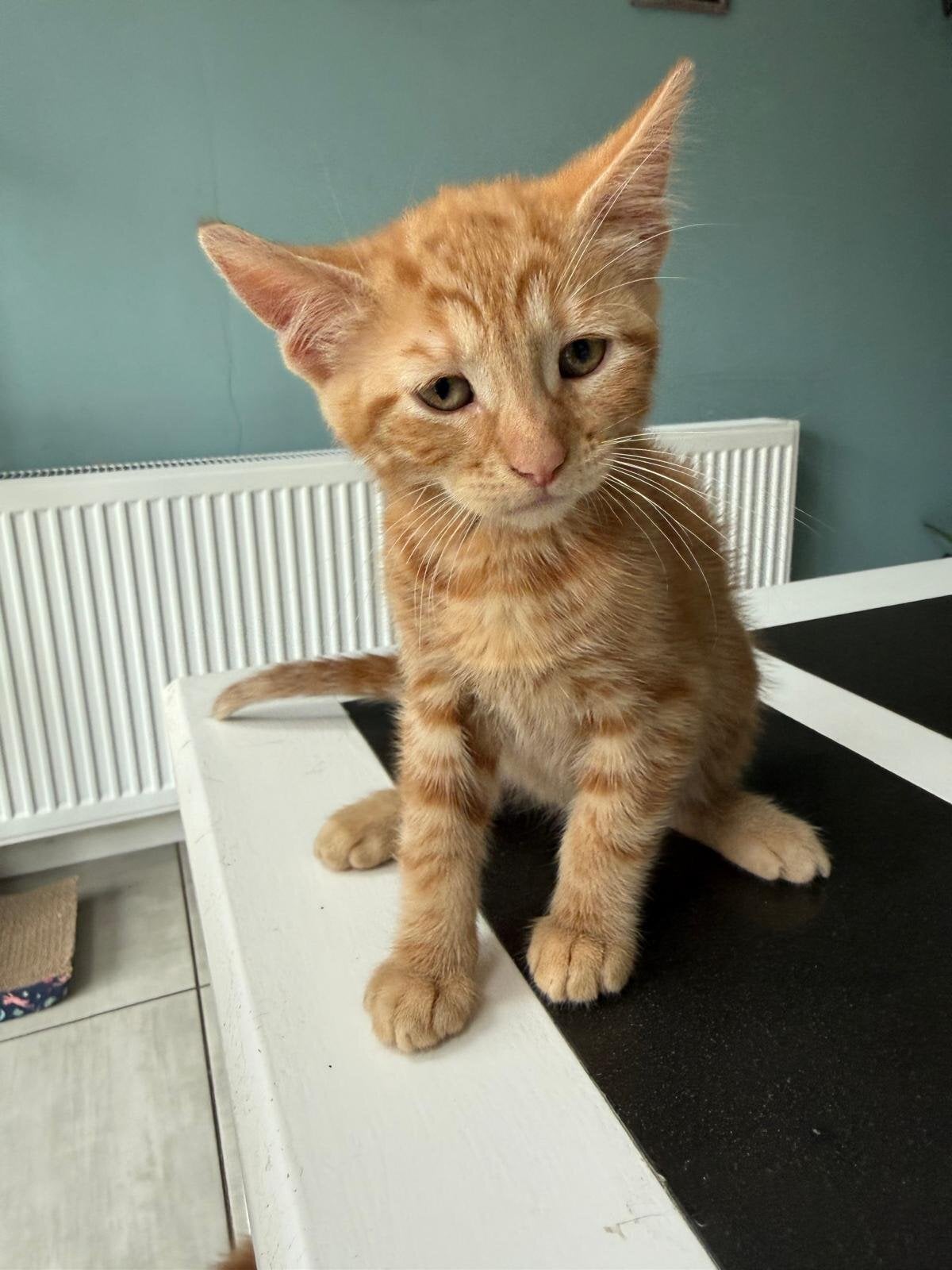 Beaitiful lomg hair kittens  - Cats & Kittens