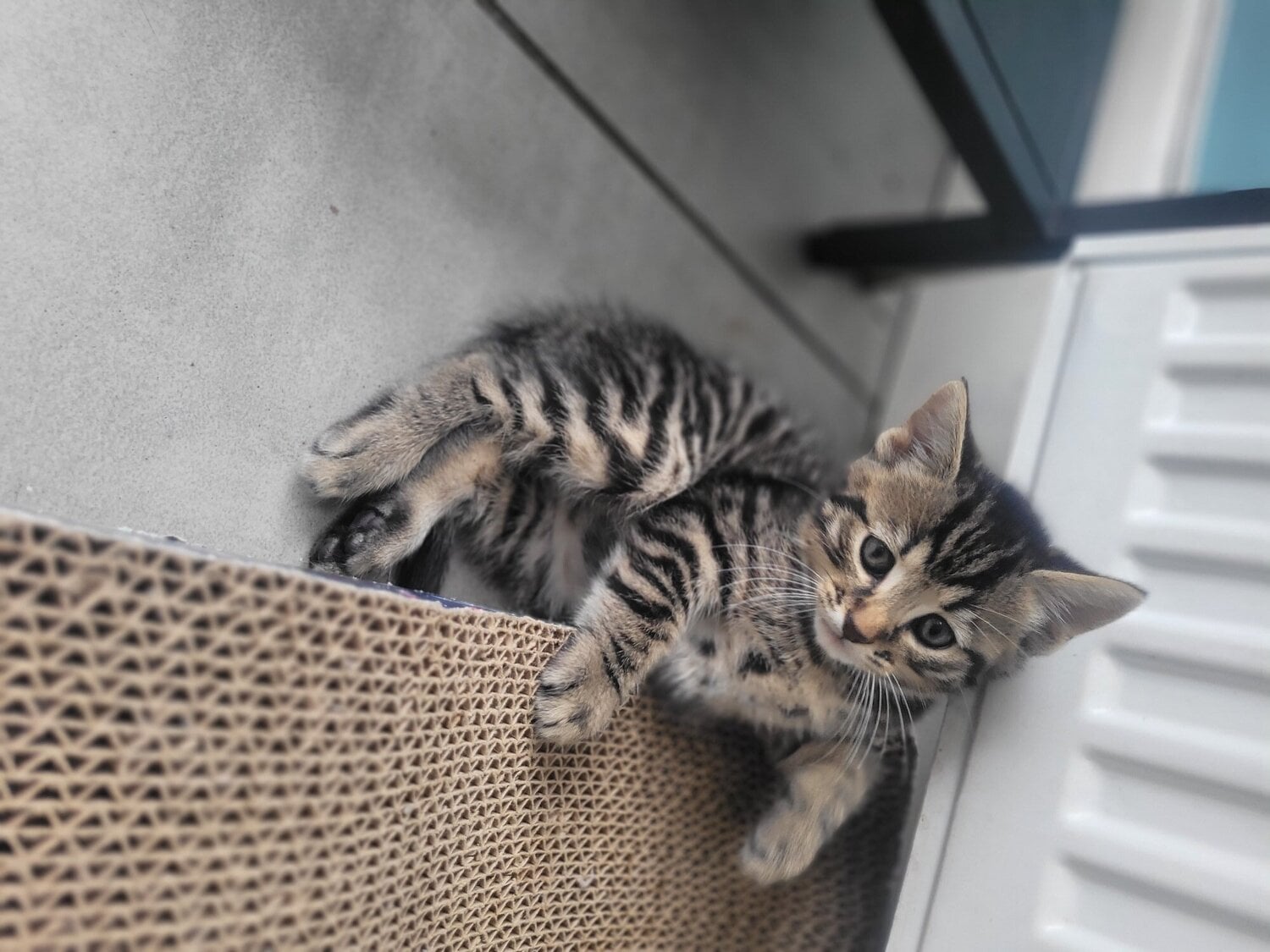 Redhill Beaitiful lomg hair kittens 