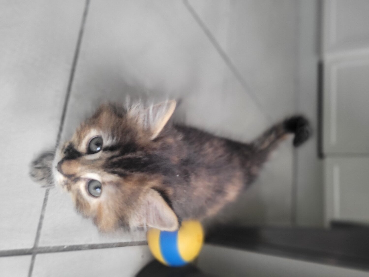 Beaitiful lomg hair kittens  - Cats & Kittens in Redhill