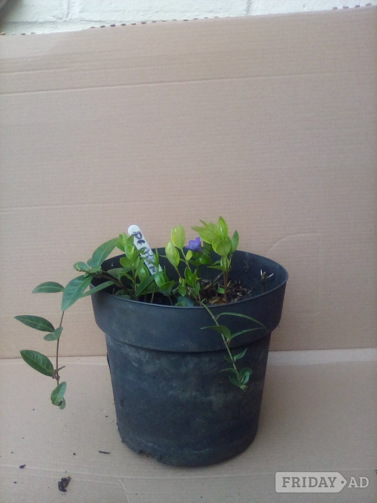 Periwinkle Plant in a pot in Brighton