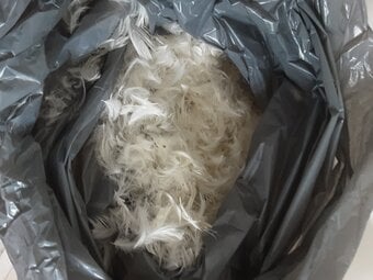 Feathers for stuffing cushions etc 