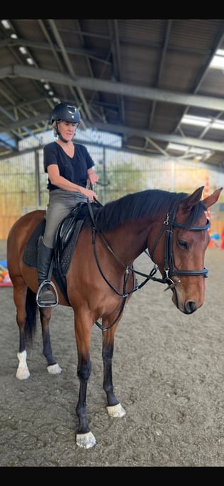 16.2hh stunning alrounder mare