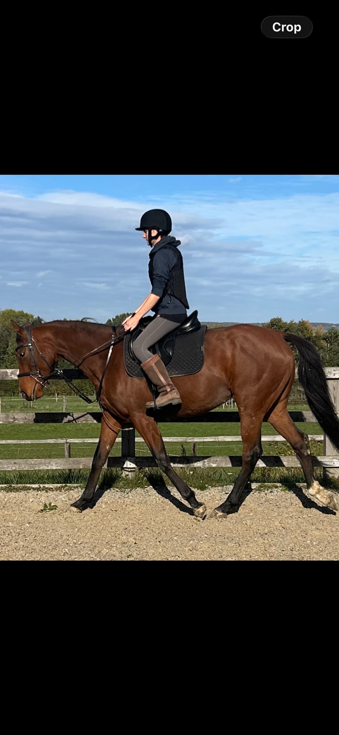 16.2hh stunning alrounder mare