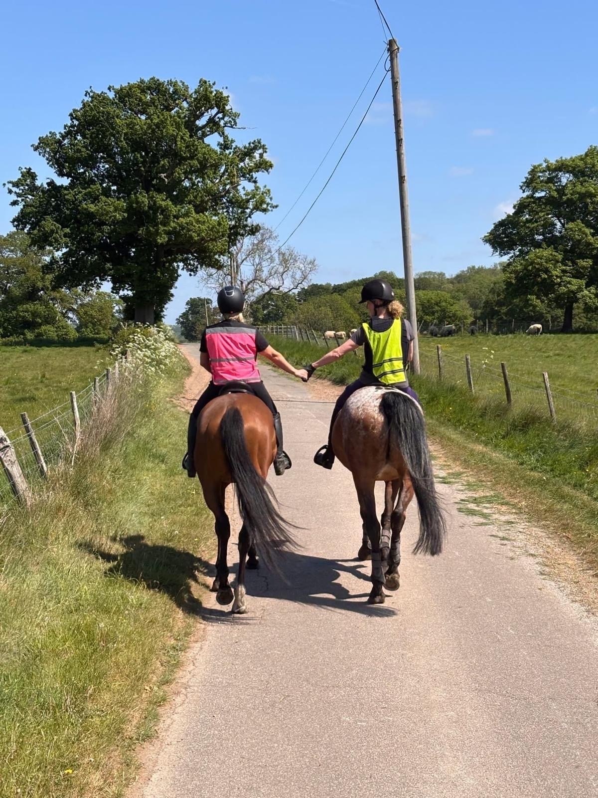16.2hh stunning alrounder mare - Horses in Maidstone