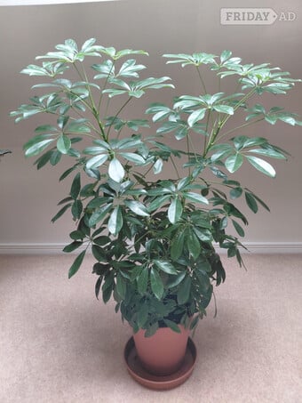 An Umbrella Tree